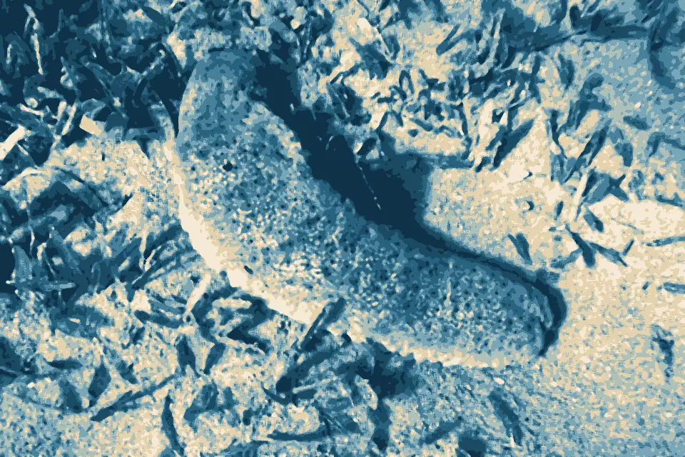 Anse Madame: Isostichopus badionotus in Martinique 609356007