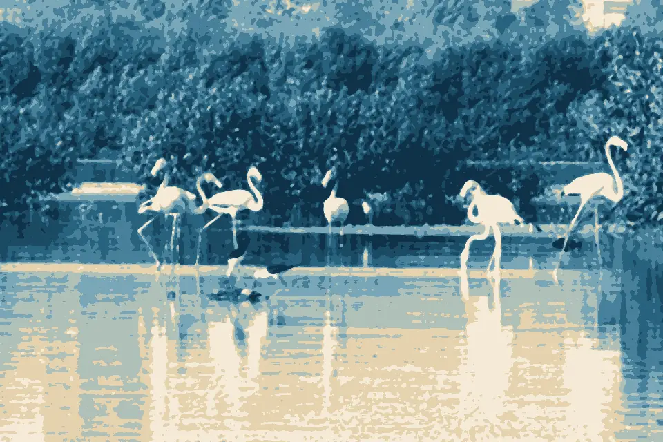 Clifton Beach: Flamingoes in the lagoon near Clifton Urban Forest, Karachi, Pakistan