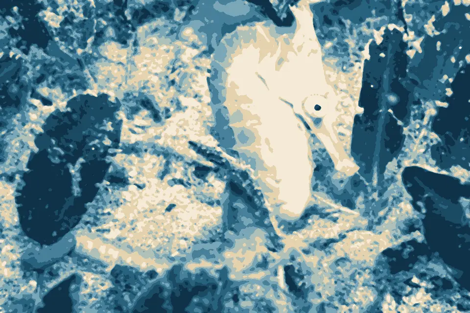 Dutchies Beach: White's Seahorse-hippocampi whitei (22534366890)