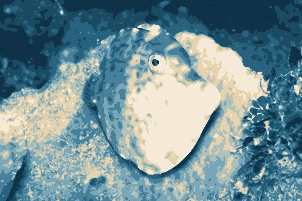 Dutchies Beach: Mosaic Leatherjacket-Eubalichthys mosaicus (22696308486)