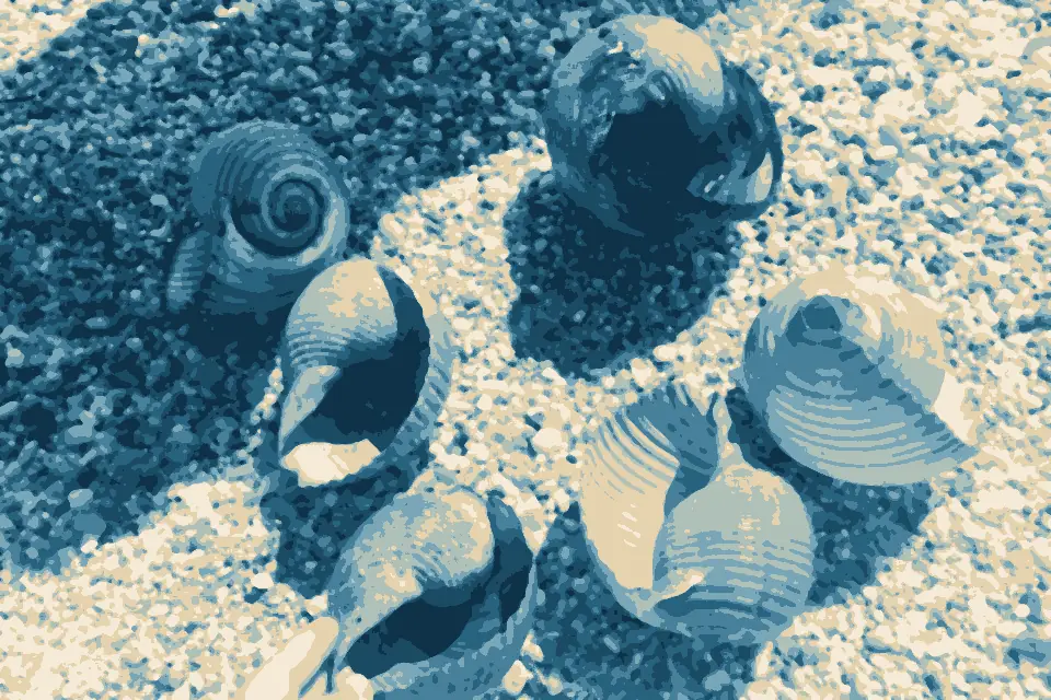 Glarokampos Beach: Huge-Shells-Greece-Chalkidiki
