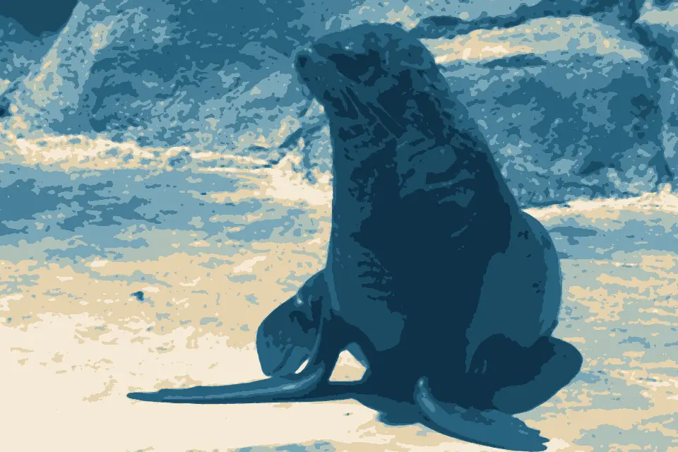 King's Beach: Seal (16623909154)