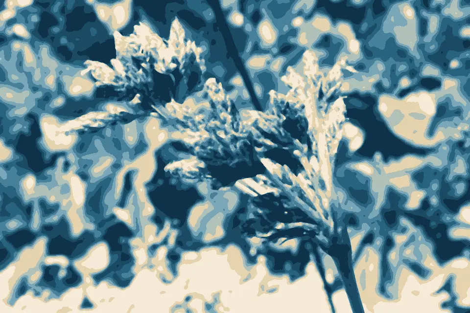Lily Beach: Sedge on beach detail (5734313891)