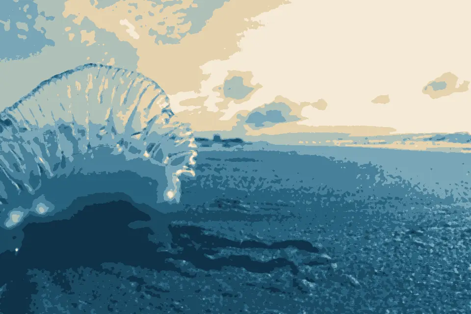 Palm Beach: Portuguese Man o' War at Palm Beach FL by Volkan Yuksel DSC05878