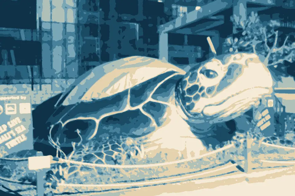 Pantai Kuta: Save Bali Sea Turtle 2