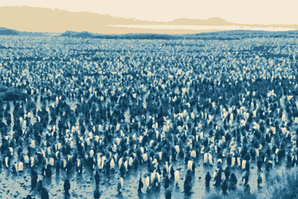 Paul Beach: King Penguins (Aptenodytes patagonicus) - Salisbury Plains - Flickr - Gregory "Slobirdr" Smith
