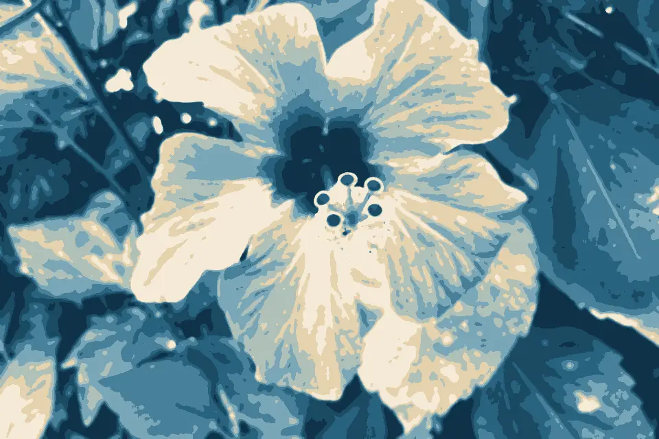 Plage de Temara: Hibiscus - panoramio - aannaque