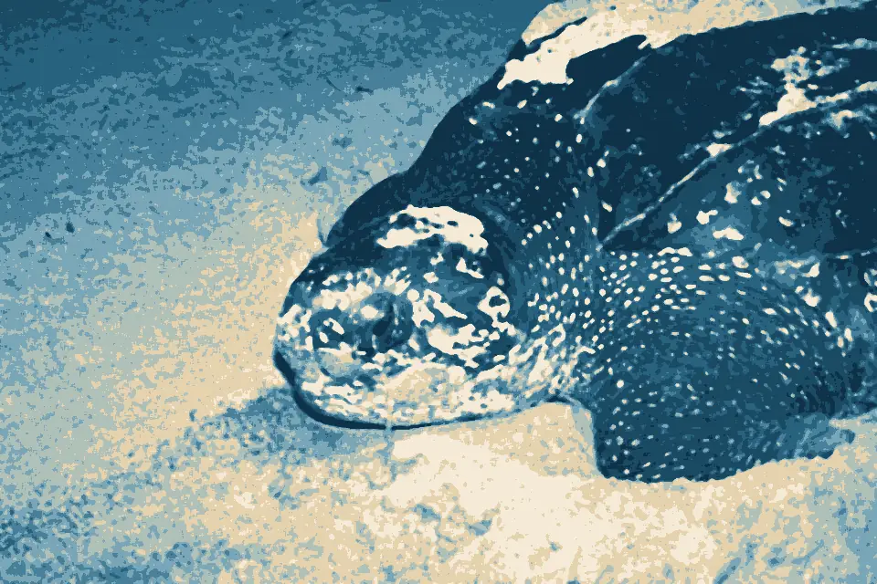 Plage des Hattes: Leatherback Sea Turtle (Dermochelys coriacea) (10628948135)