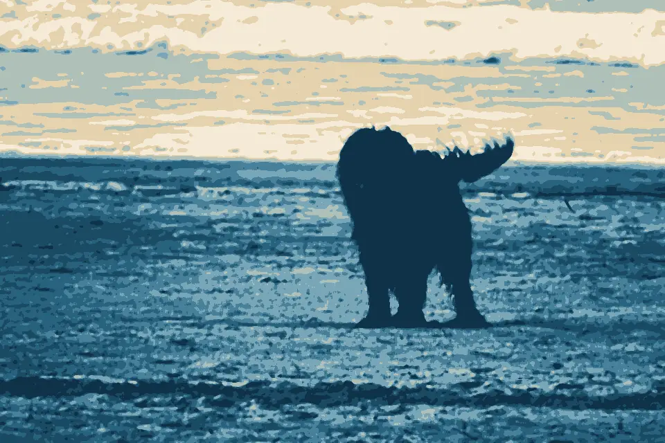 Plage Sokoburu: Perro pastor en la playa