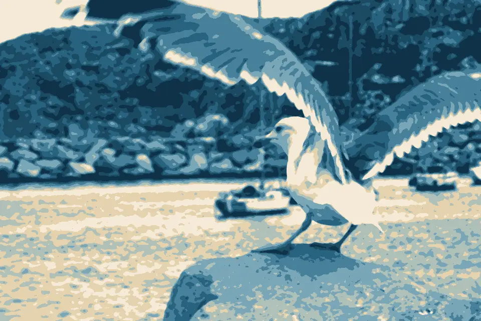 Platja de l'Estartit: Seagull on a rock at a beach