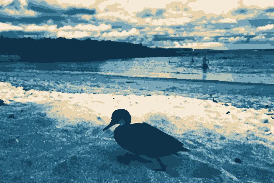 Playa de Los Alemanes: Duck in playa Alemanes - Ecuador, 2023