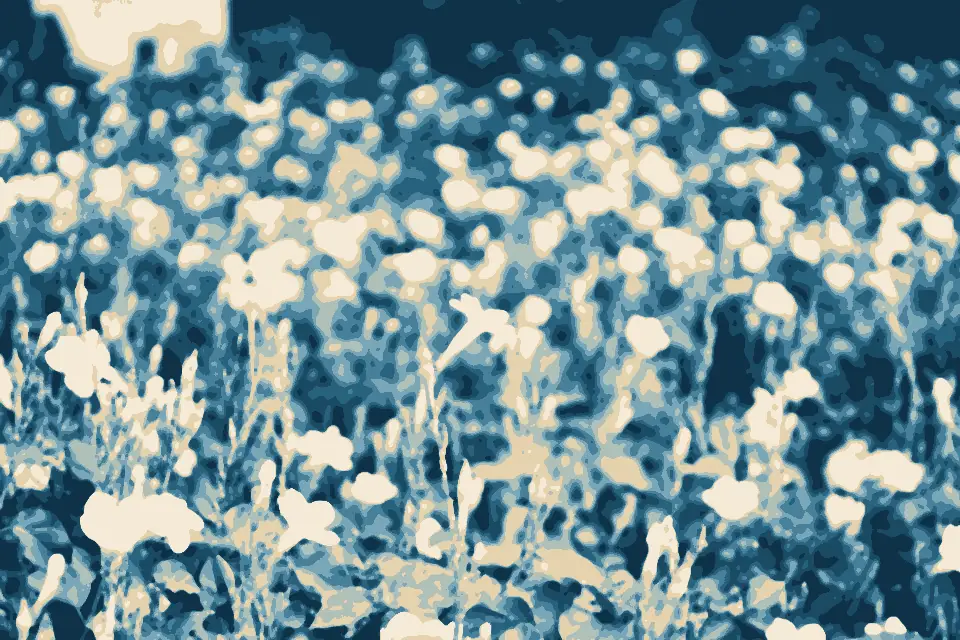 Playa del Centro: Floreciendo - Flickr - Sol Robayo S. Journeys for the Soul VIAJES
