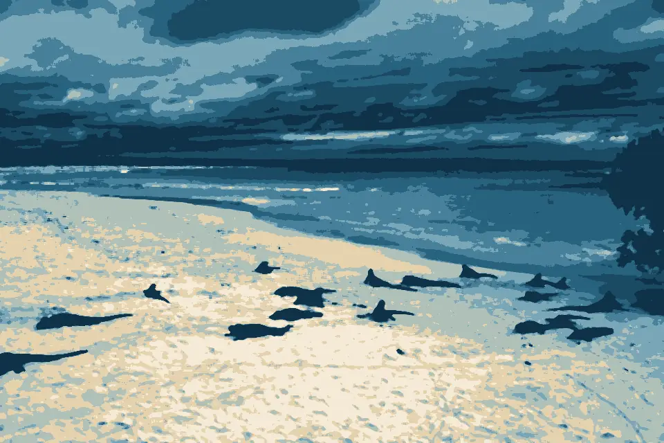 Playa Mansa: Iguana Bay (46570526912)