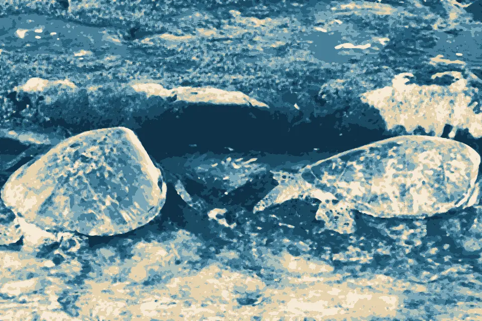 Pōhakukāʻanapali: Green Sea turtles. (11177355406)