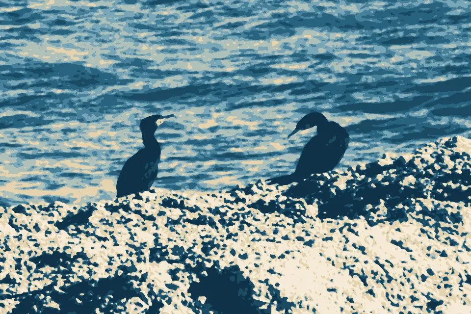 Praia dos Aveiros: Great Cormorant (Phalacrocorax carbo) (11952455433)