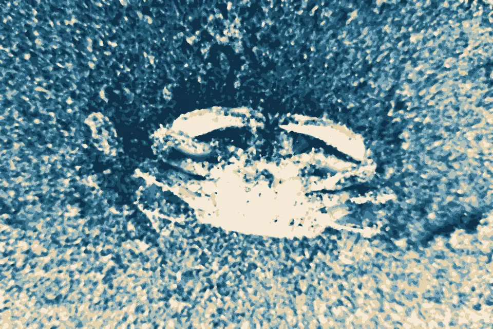 Tahunanui Beach: Nectocarcinus antarcticus ventral