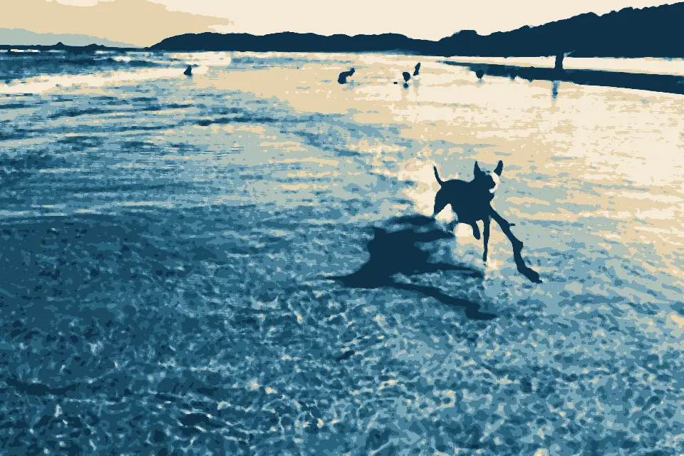 Tallow Beach: Tallow Beach dog exercise area, Suffolk Park, NSW 01