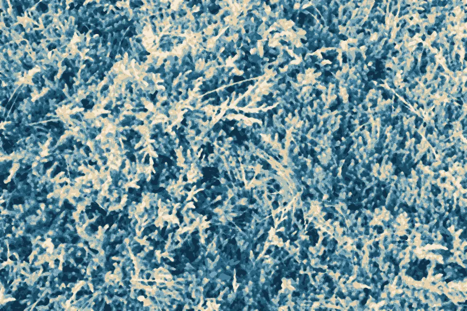 Victoria Beach: Ground Cover (49688048357)