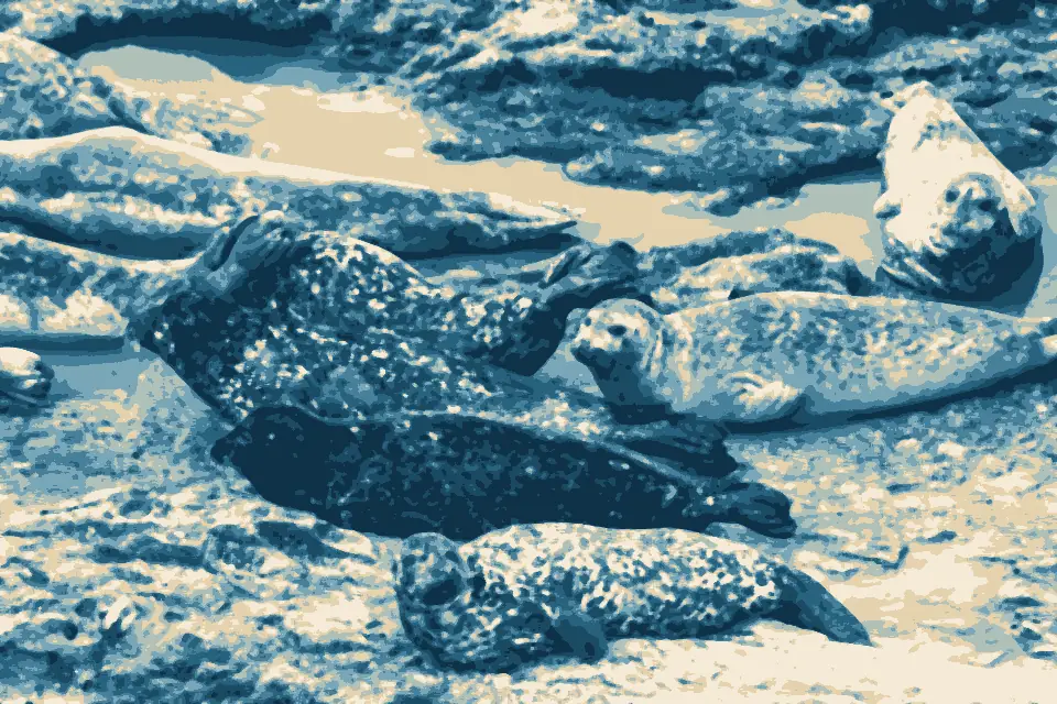 Wilder Beach: Harbor Seals at Wilder Ranch State Park (14725296343)